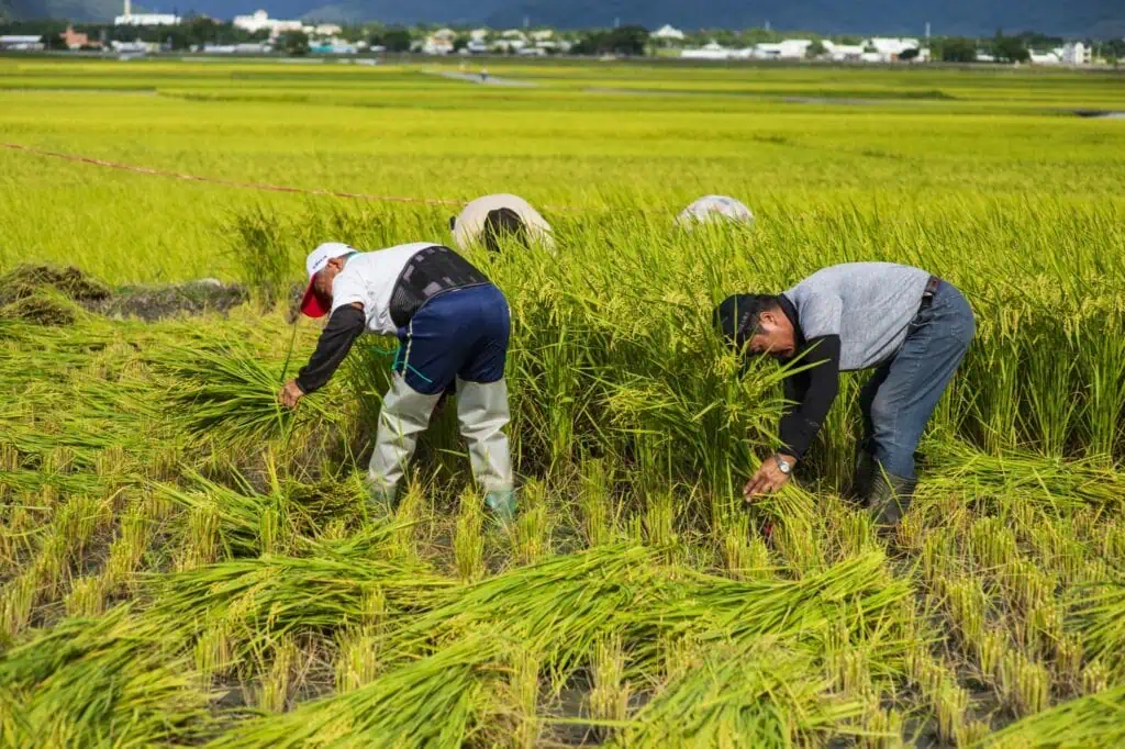 池上美食：池上多力米